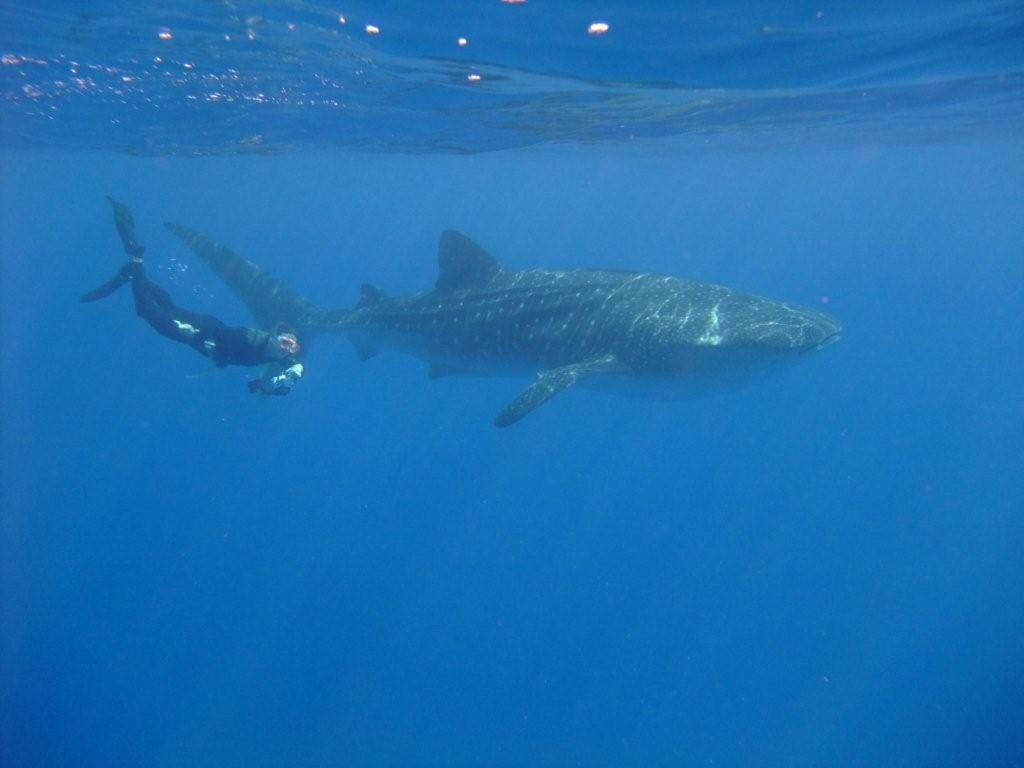 whao!! whale shark