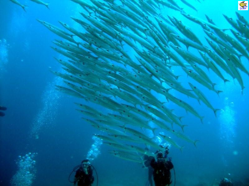 ハワイの壁紙 Under The Water World 海の生物 ヘラーズバラクーダ Hawaii プラスハワイ