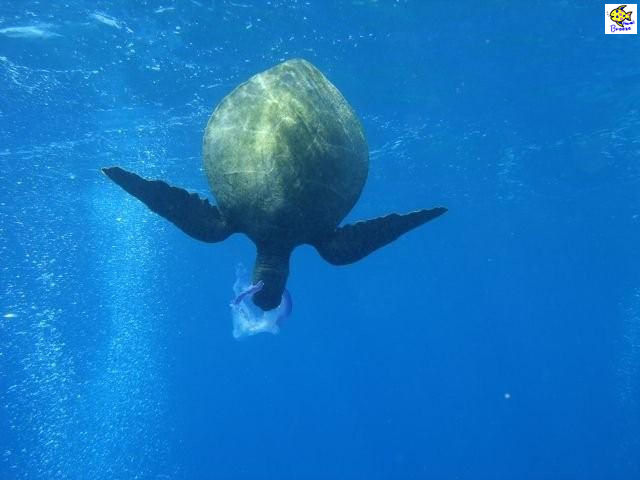 ハワイの壁紙 Under The Water World 海の生物 カメのハンティング Hawaii プラスハワイ