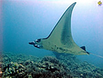 ハワイの壁紙 Under The Water World 海の生物 カスミチョウチョウウオ Hawaii プラスハワイ