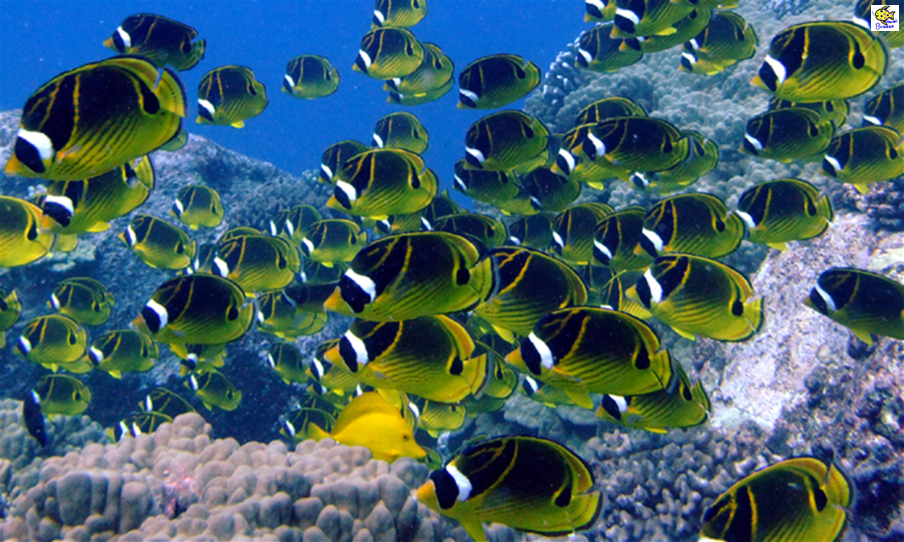 ハワイの壁紙：Under The Water World（海の生物:チョウハン 