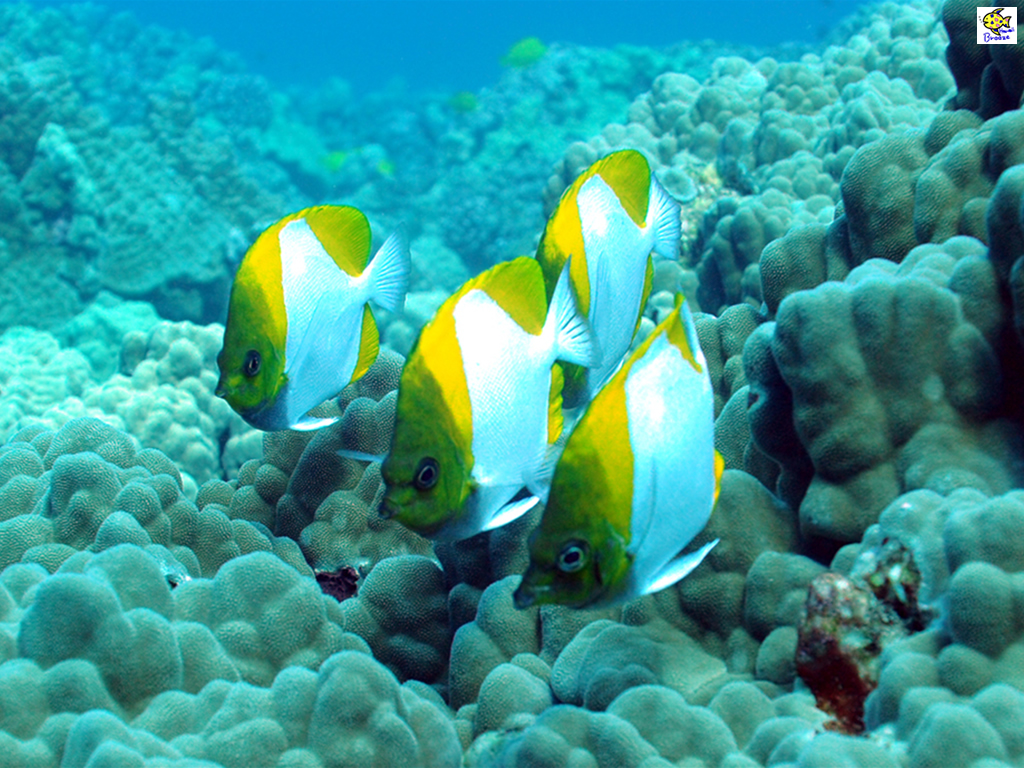 ハワイの壁紙 Under The Water World 海の生物 カスミチョウチョウウオ Hawaii プラスハワイ