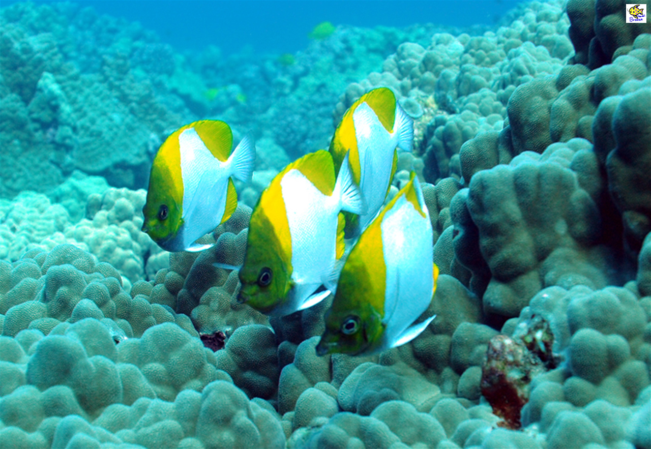 ハワイの壁紙 Under The Water World 海の生物 カスミチョウチョウウオ Hawaii プラスハワイ