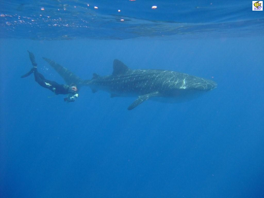 ハワイの壁紙 Under The Water World 海の生物 ジンベイと一緒に Hawaii プラスハワイ