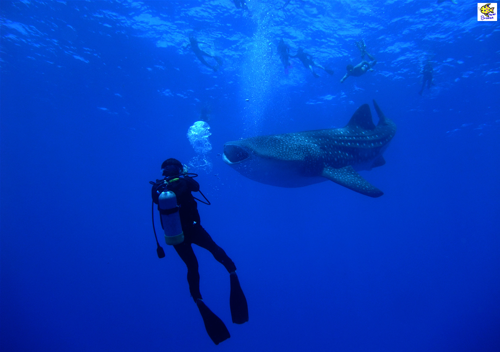 ハワイの壁紙 Under The Water World 海の生物 ジンベイザメ泳ぐ Hawaii プラスハワイ