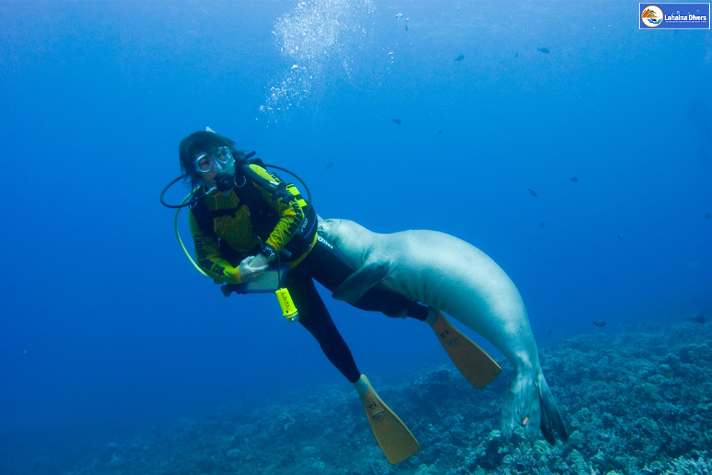 ハワイの壁紙 Under The Water World 海の生物 ハワイアンモンクシールのハグ Hawaii プラスハワイ