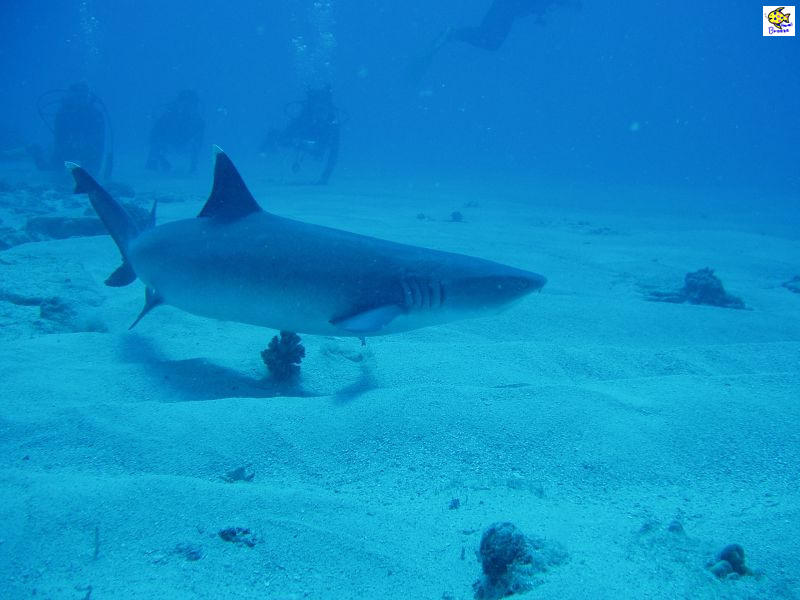 ハワイの壁紙 Under The Water World 海の生物 背後から忍び寄る影 Hawaii プラスハワイ