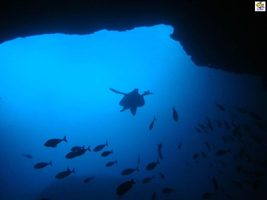 ハワイの壁紙 Under The Water World 海の生物 空飛ぶ海がめ Hawaii プラスハワイ