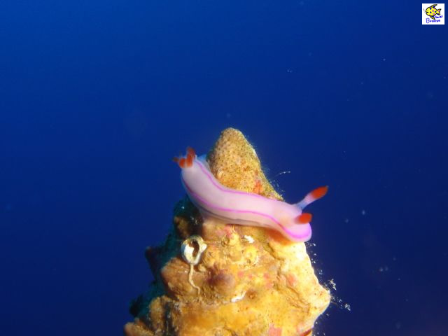 ハワイの壁紙 Under The Water World 海の生物 ウミウシが綺麗だったから Hawaii プラスハワイ