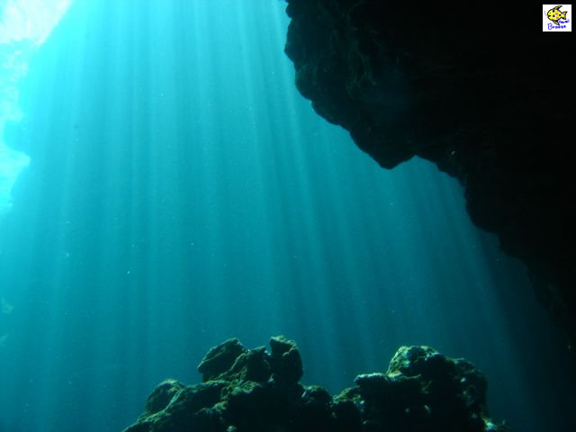 ハワイの壁紙 Under The Water World 海の生物 水の中で光のシャワー Hawaii プラスハワイ