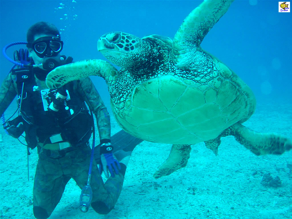 ハワイの壁紙 Under The Water World 海の生物 海がめとレッスン Hawaii プラスハワイ