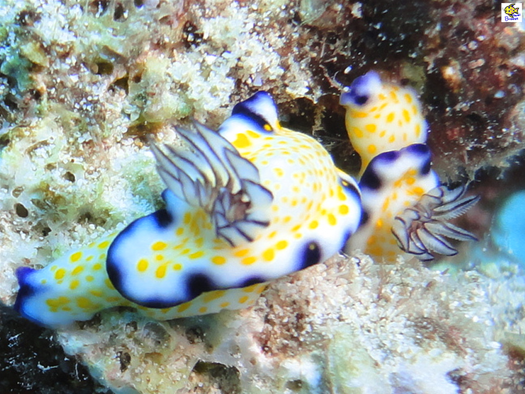 ハワイの壁紙 Under The Water World 海の生物 海の宝石 Hawaii プラスハワイ