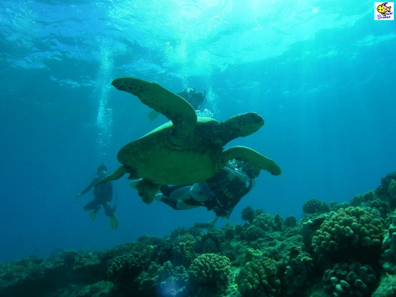 ハワイの壁紙 Under The Water World 海の生物 ウミガメとスイム Hawaii プラスハワイ