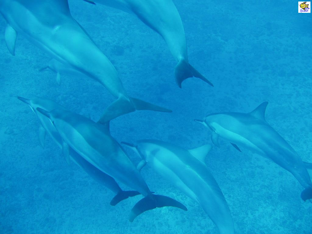 ハワイの壁紙 Under The Water World 海の生物 イルカと遭遇 Hawaii プラスハワイ