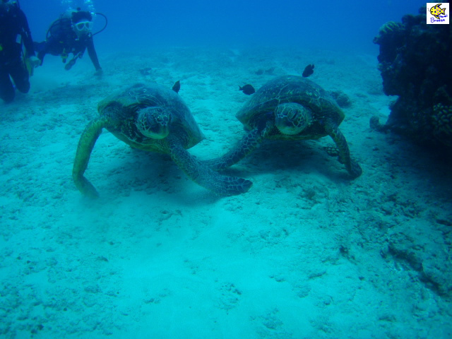 ハワイの壁紙 Under The Water World 海の生物 海がめとダイビング Hawaii プラスハワイ