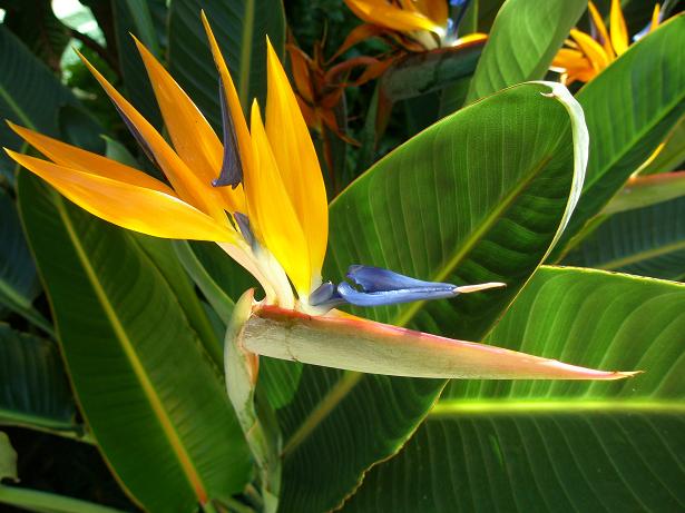 ハワイ語 その２