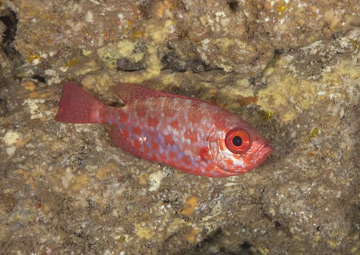 赤いおメメの魚たち