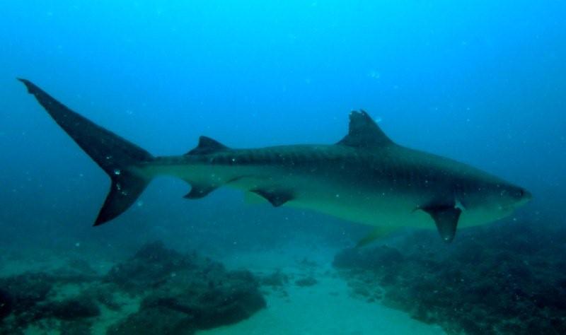 ブリーズ ハワイ タイガーシャーク ダイビングブログ プラスハワイ ブリーズハワイ