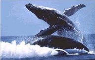 マウイ島、12月になると。。。クジラ見た？