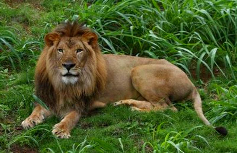 ホノルル動物園の雄ライオンがコロナで死亡