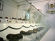 See's Candies