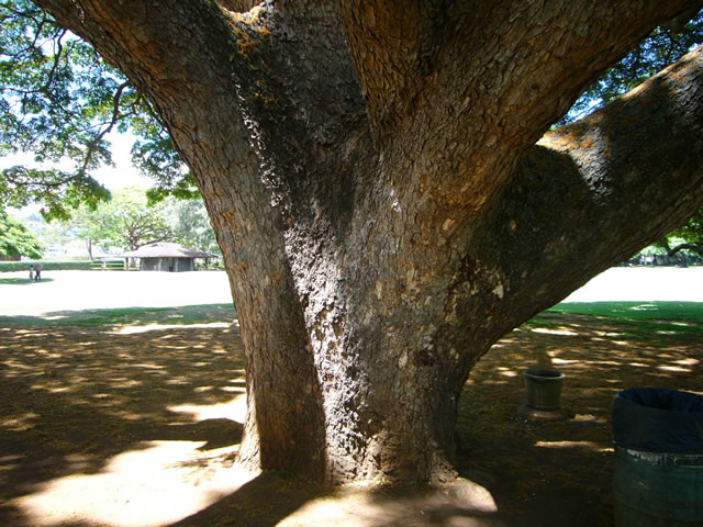 巨大な木を支える幹は胴回り7m