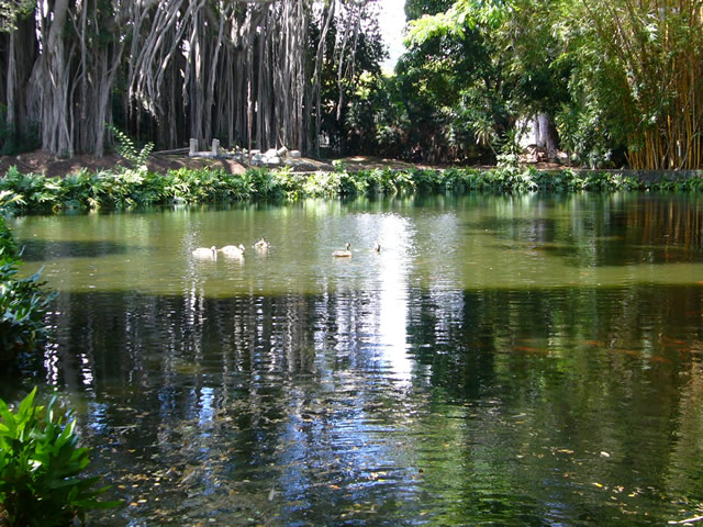 園内の池