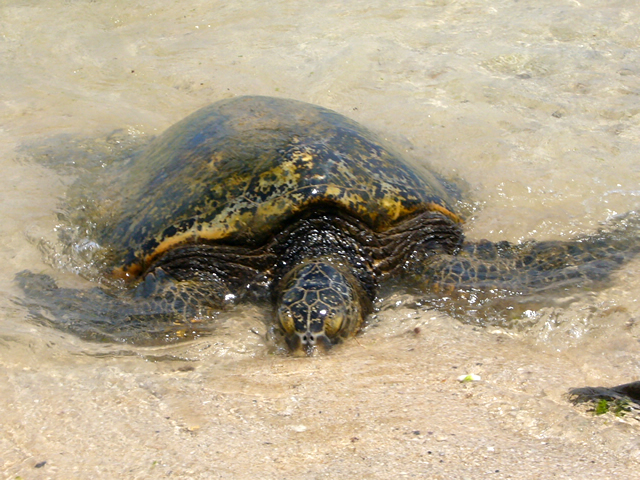 Hawaiian Sea Turtles